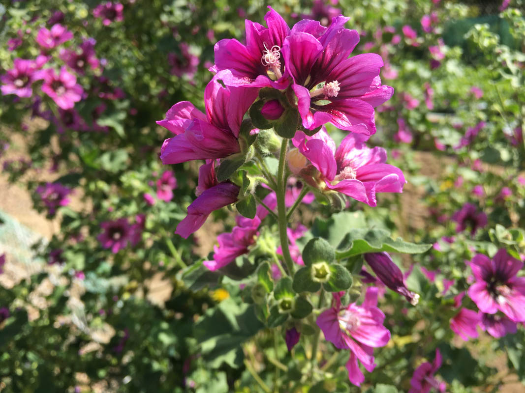 Malva arborea photo